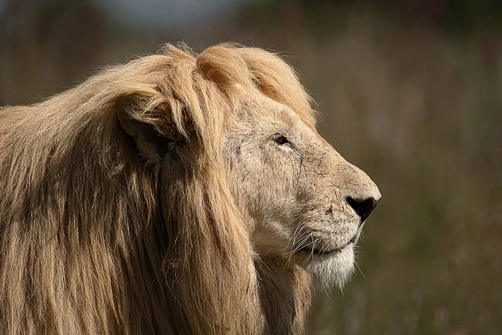 Two days with the SIGMA 500mm F5.6 DG DN OS | Sports
